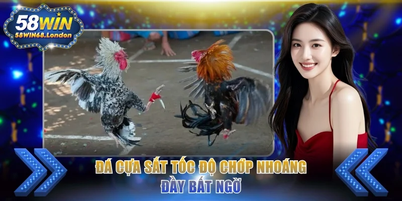 Đá cựa sắt tốc độ chớp nhoáng đầy bất ngờ