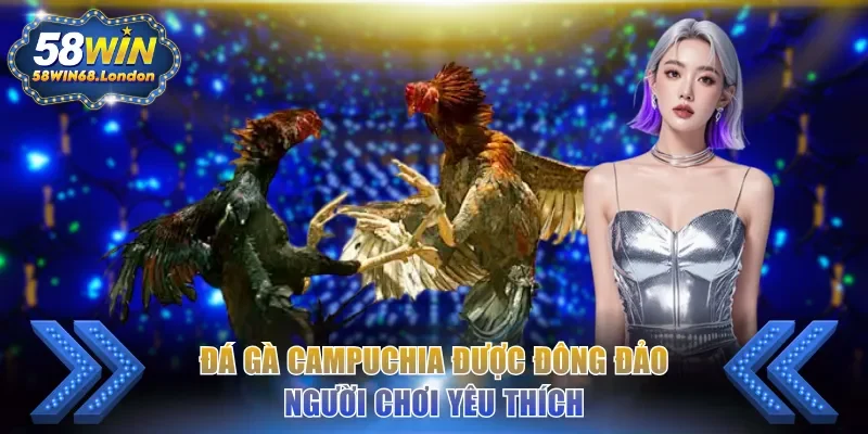 Đá gà Campuchia được đông đảo người chơi yêu thích