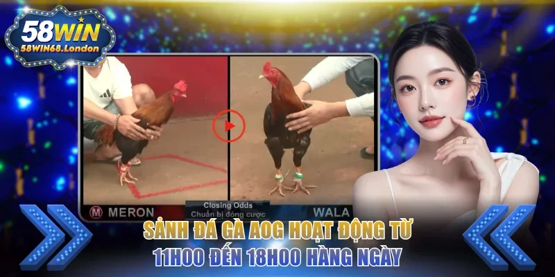 Sảnh đá gà AOG hoạt động từ 11h00 đến 18h00 hàng ngày